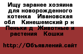 Ищу заранее хозяина для новорожденного котенка - Ивановская обл., Кинешемский р-н, Пеньки д. Животные и растения » Кошки   